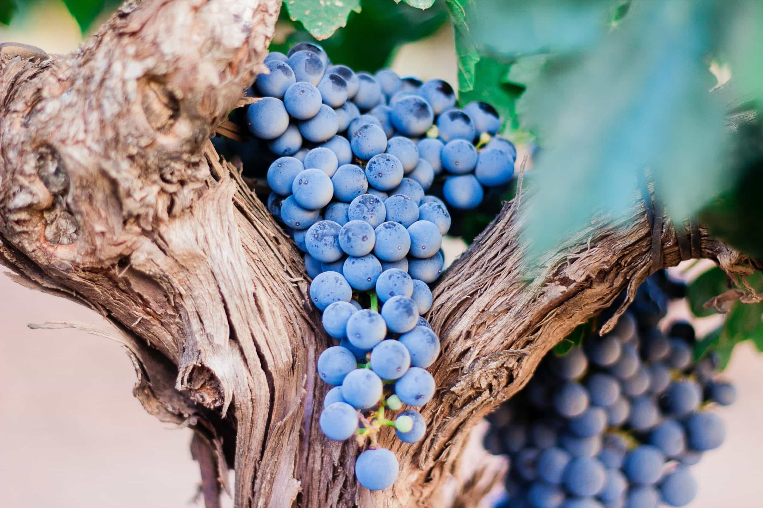 The Birth of Zinfandel – Winemakers’ Tour