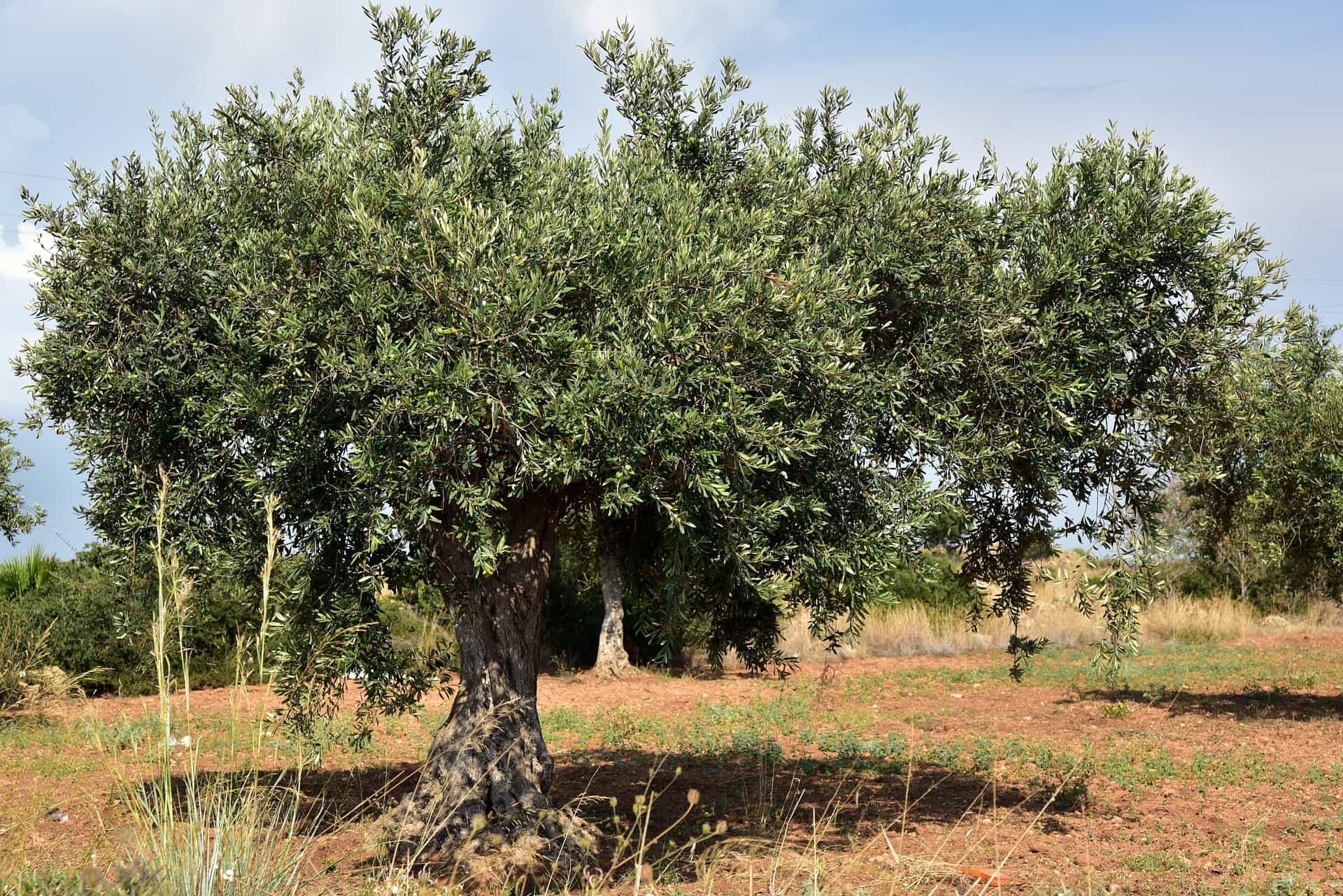 Ancient Traditions of Šolta Island (honey, wine & olive oil tour)